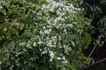 Leatherleaf clematis